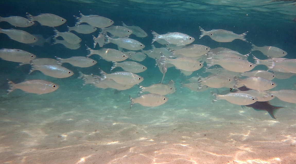 IMG_0907rf_Maldives_Madoogali_House reef_Poissons pavillons rayes_Kuhlia mugil.jpg